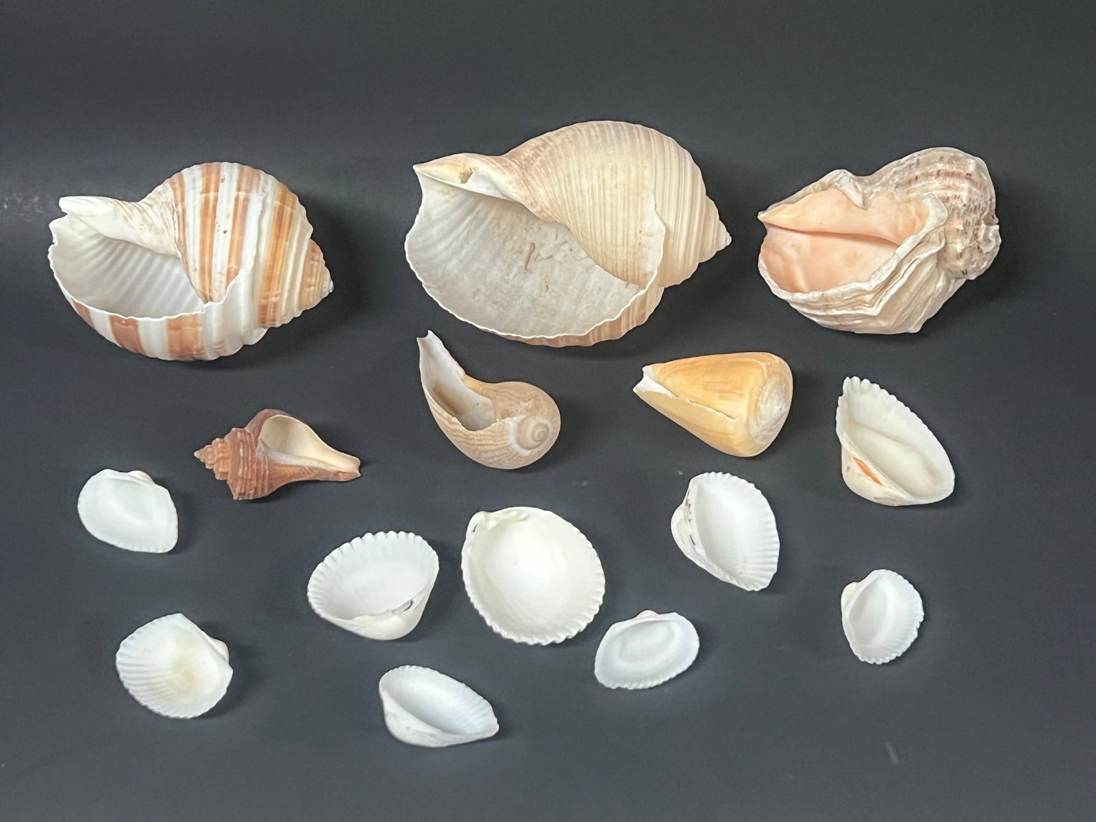 Assorted Seashells 15 Pcs. - 4
