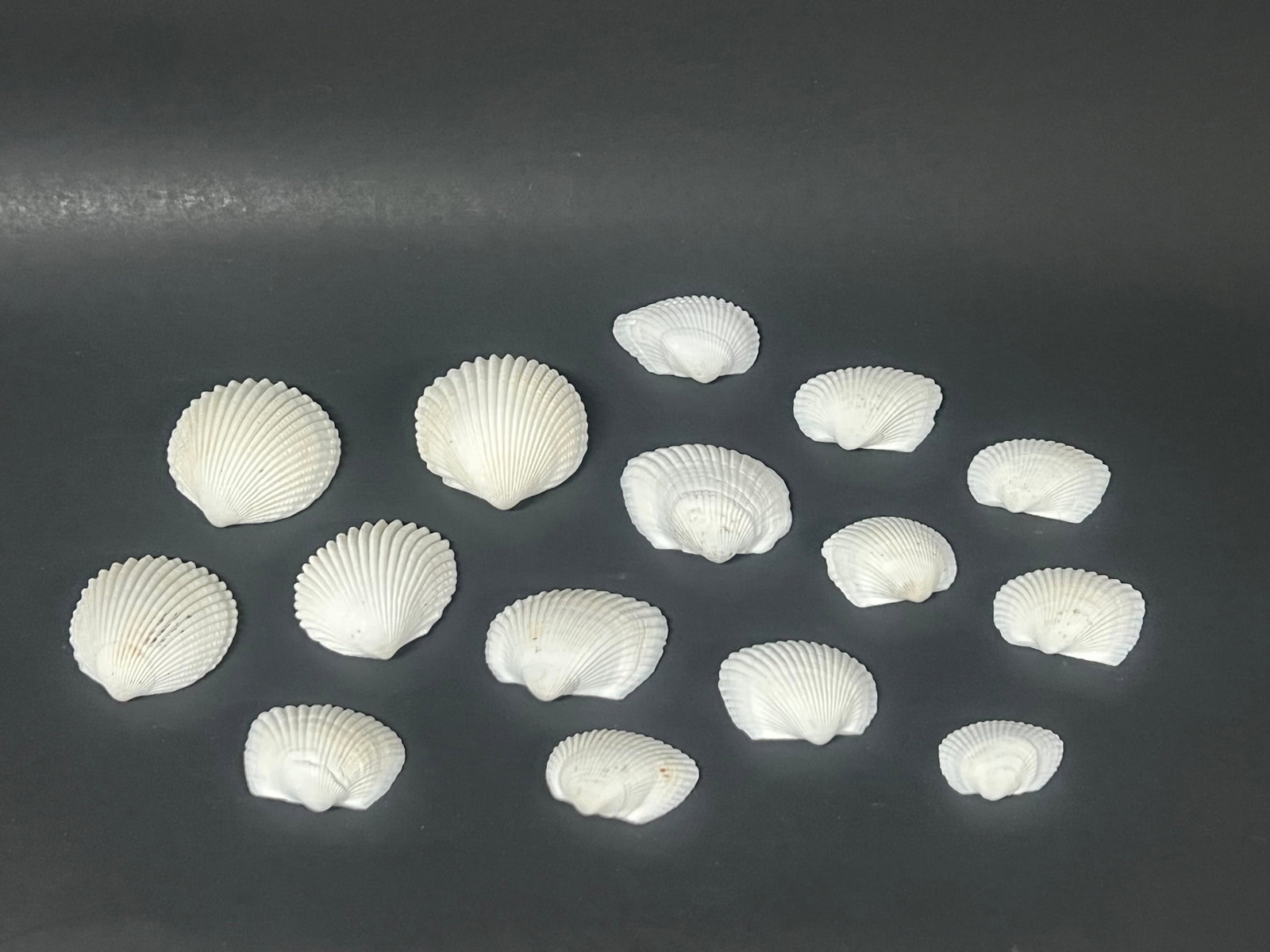 Assorted Seashells 15 Pcs.: Assorted Seashells 15 Pcs.. The dimension is from 2 to 4 inches wide. Please be aware that some of the items are vintage, secondhand, old ages, antiques and may have a defects or sign of ages, However