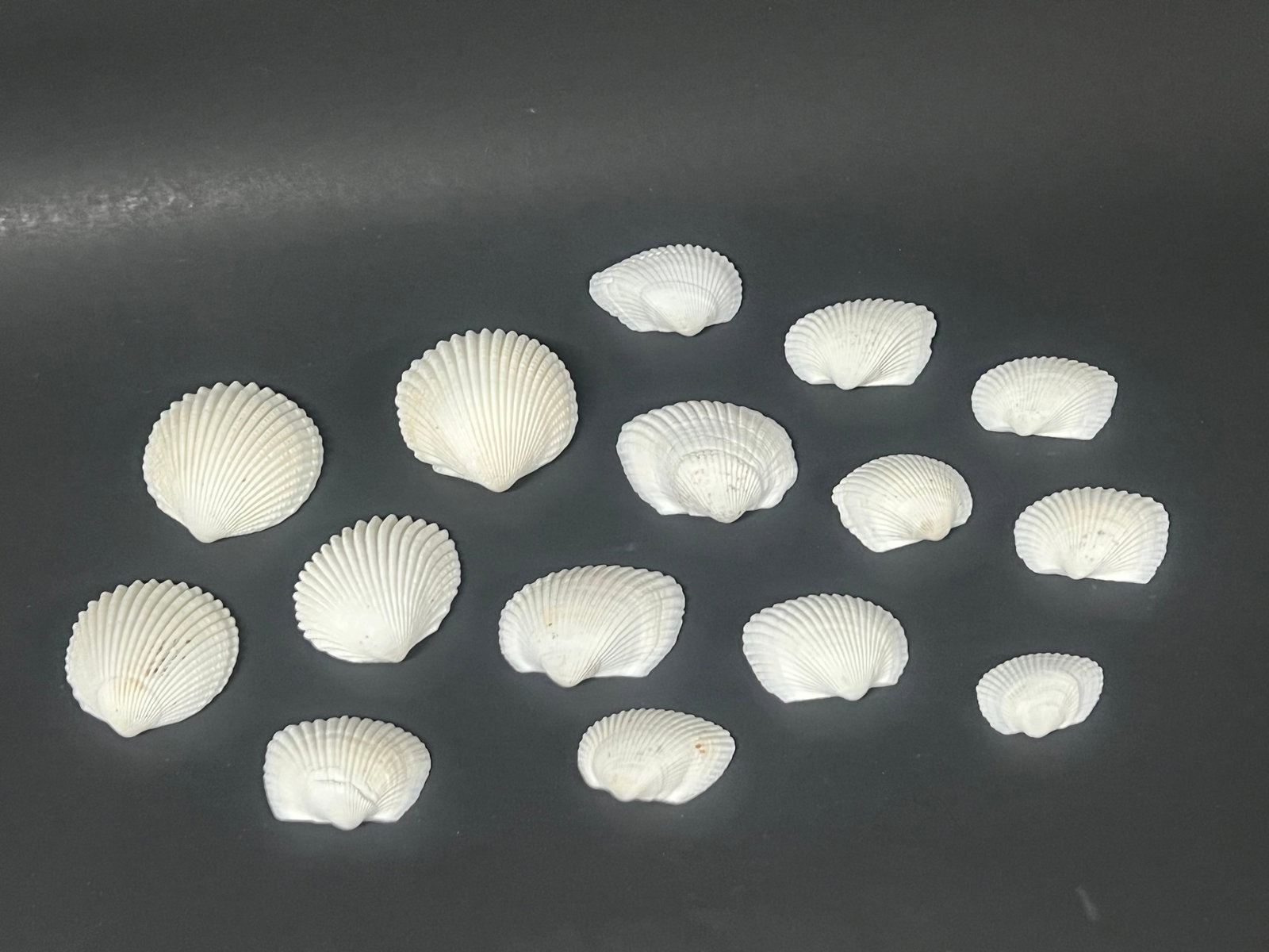 Assorted Seashells 15 Pcs. - 2
