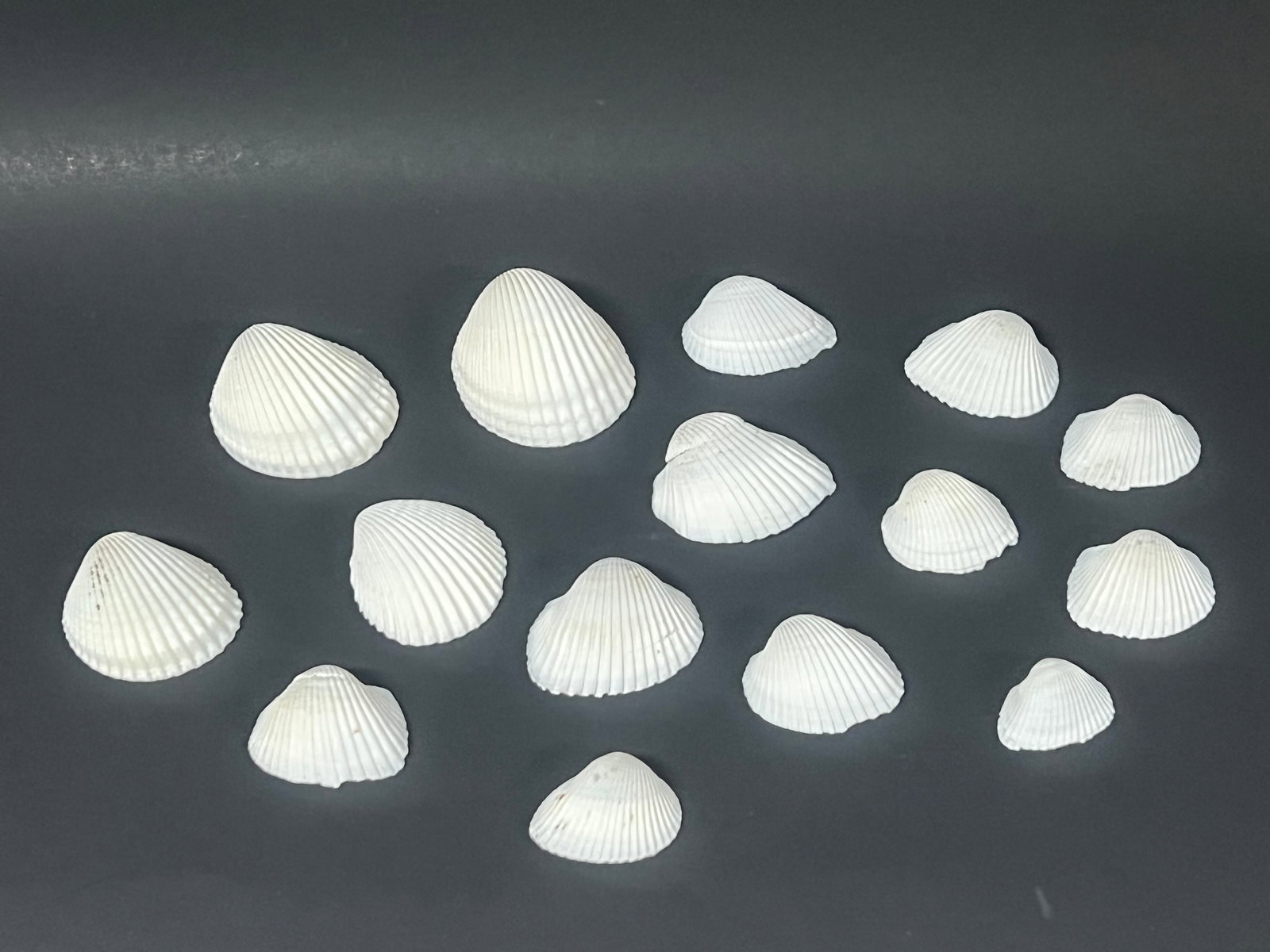 Assorted Seashells 15 Pcs. - 3