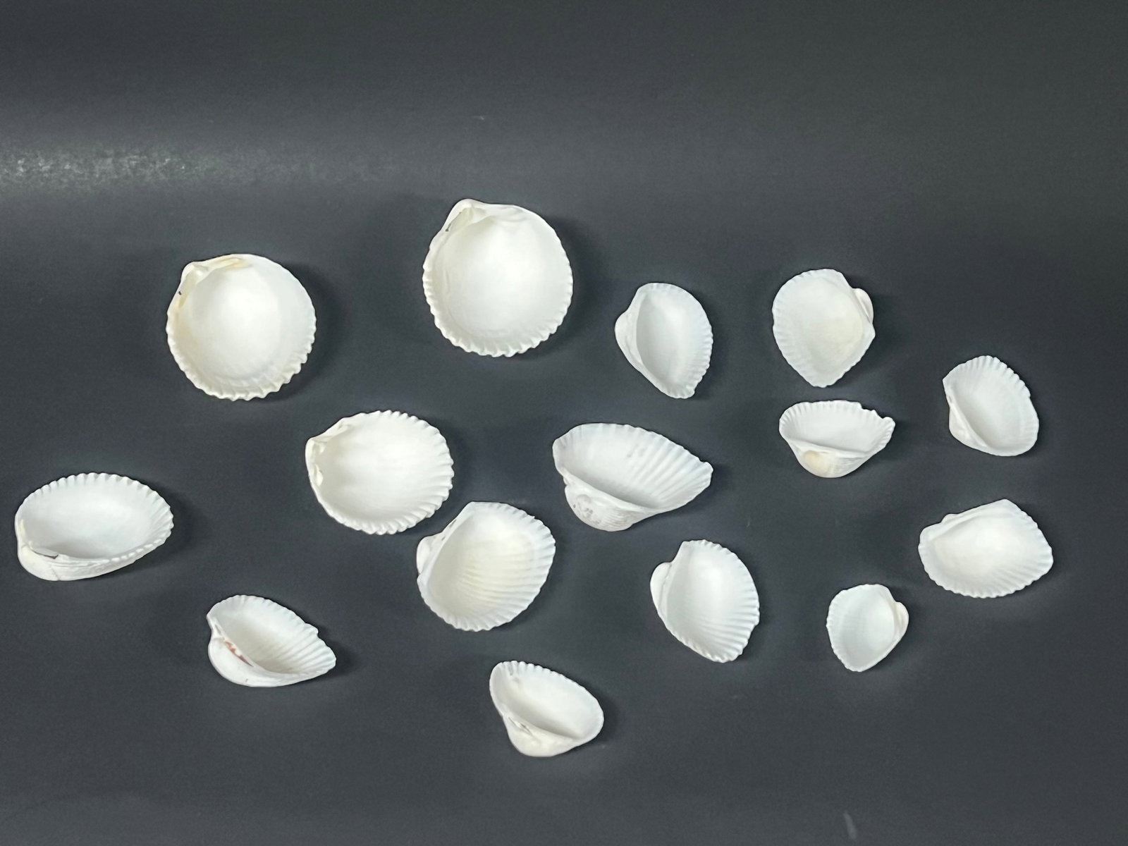 Assorted Seashells 15 Pcs. - 4
