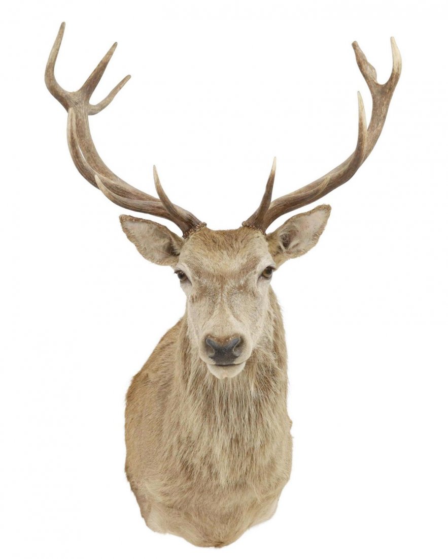Taxidermy, Mule Deer Shoulder Mount Trophy (1 of 3)