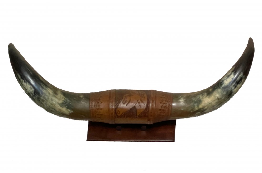 Large Rare Bull Horns Trophy Display (1 of 1)