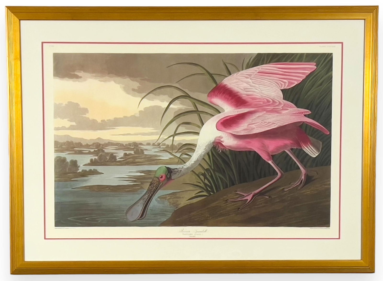 Audubon Plate 321: ROSEATE SPOONBILL, From Birds of America, DEF (1 of 1)