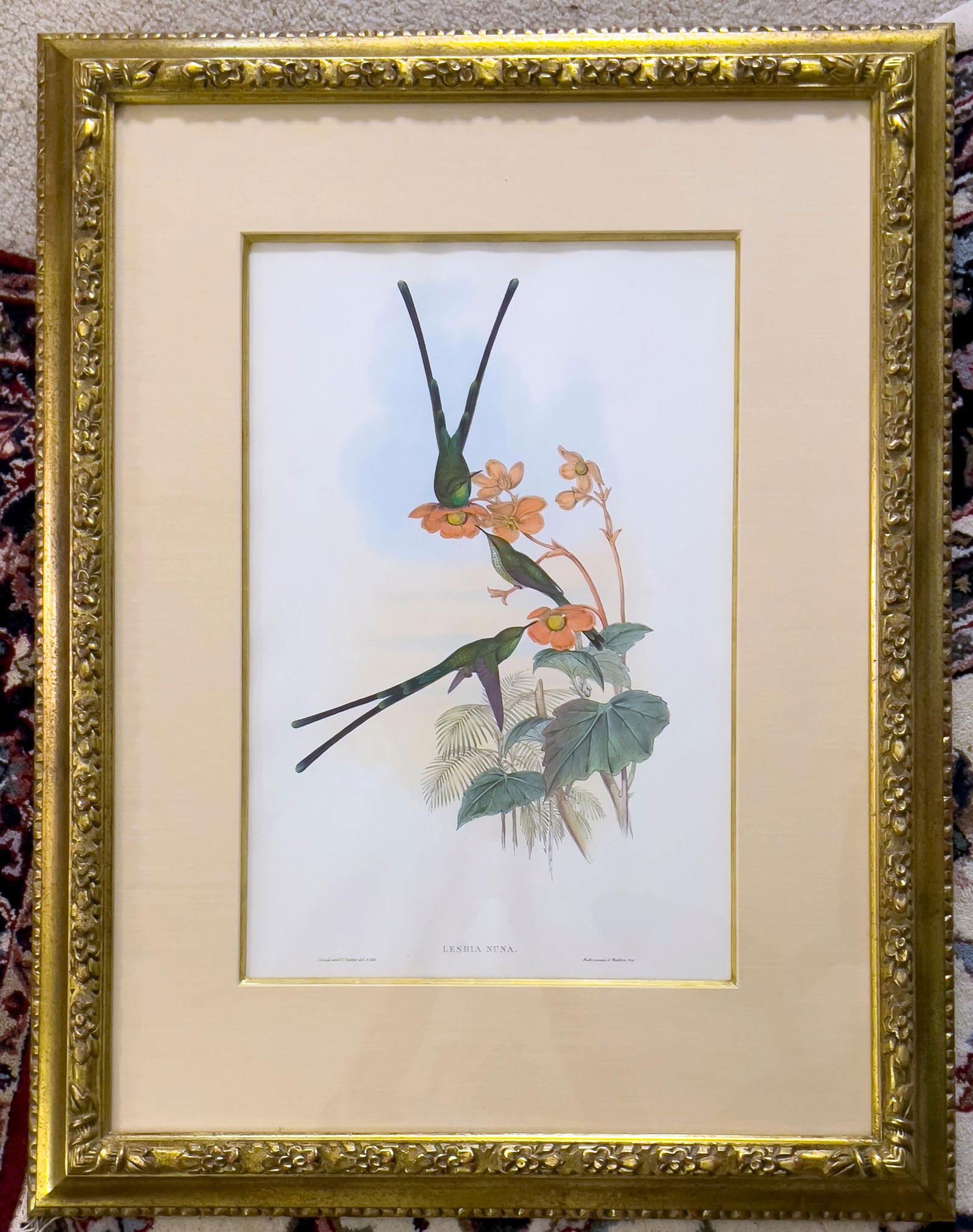 John Gould LESBIA NUNA Hand-Colored Lithograph, 1861 (1 of 1)