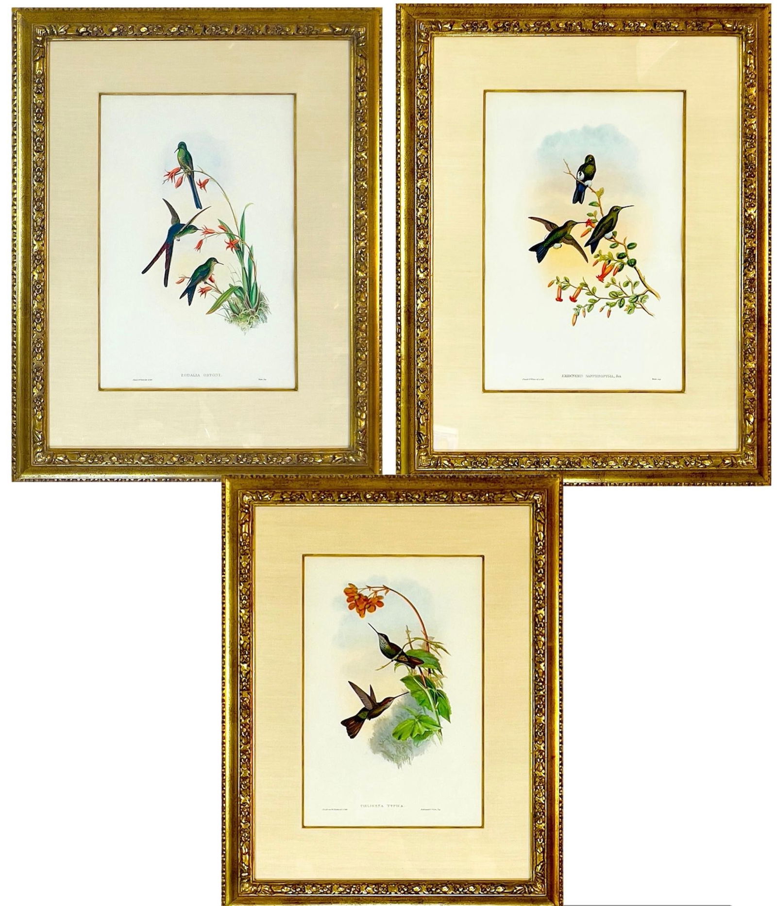 3 Framed Hand-Colored Lithographs, John Gould CŒLLIGENA TYPICA, 1861, 1861, & 1887, Hummingbirds (1 of 5)