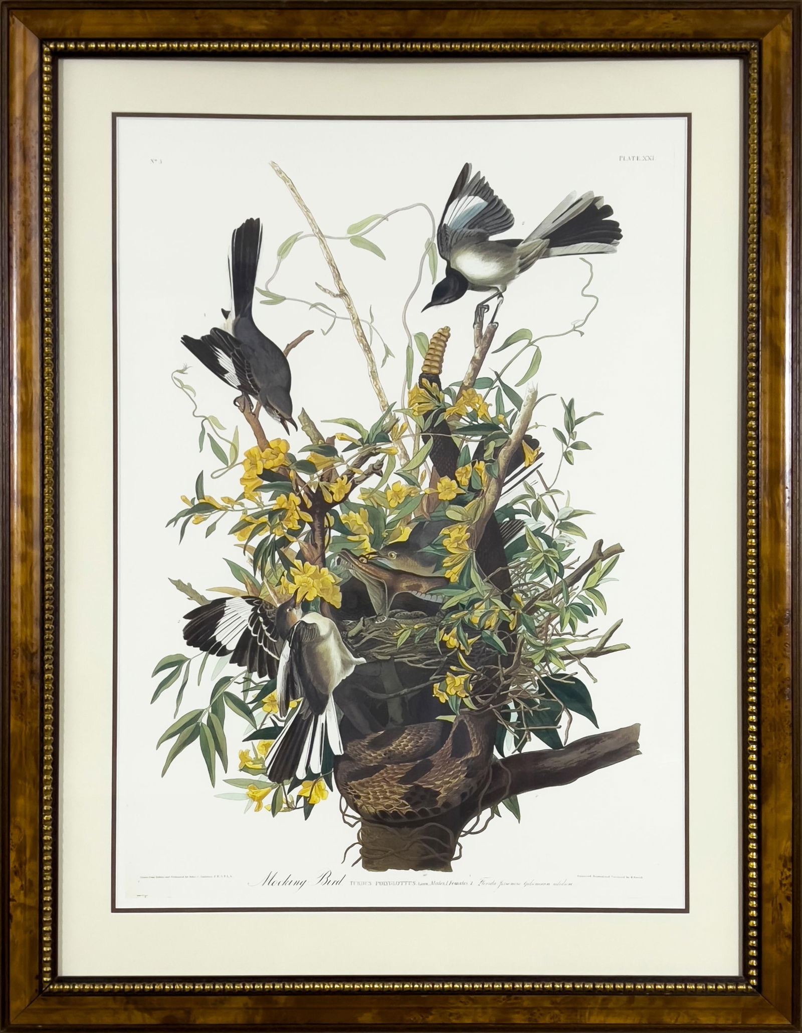 Audubon PLATE 21: MOCKING BIRD, From Birds of America, DEF (1 of 1)