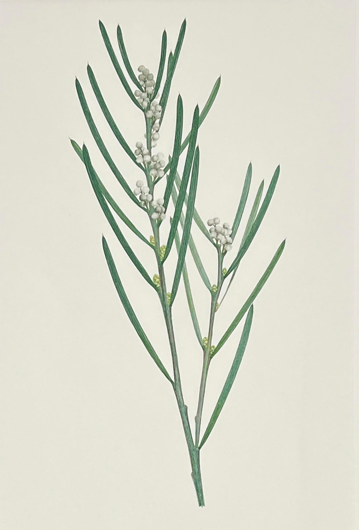 Banks' Florilegium PLATE 87 Printer's Proof ACACIA SUAVEOLENS (LEGUMINOSAE): Rare Original Joseph Banks' Florilegium Engraving - PLATE 87: ACACIA SUAVEOLENS (LEGUMINOSAE). Printer's Proof No. 2 of 3. Printed by Malcolm Humble. Published: London: Alecto Historical Editions in a