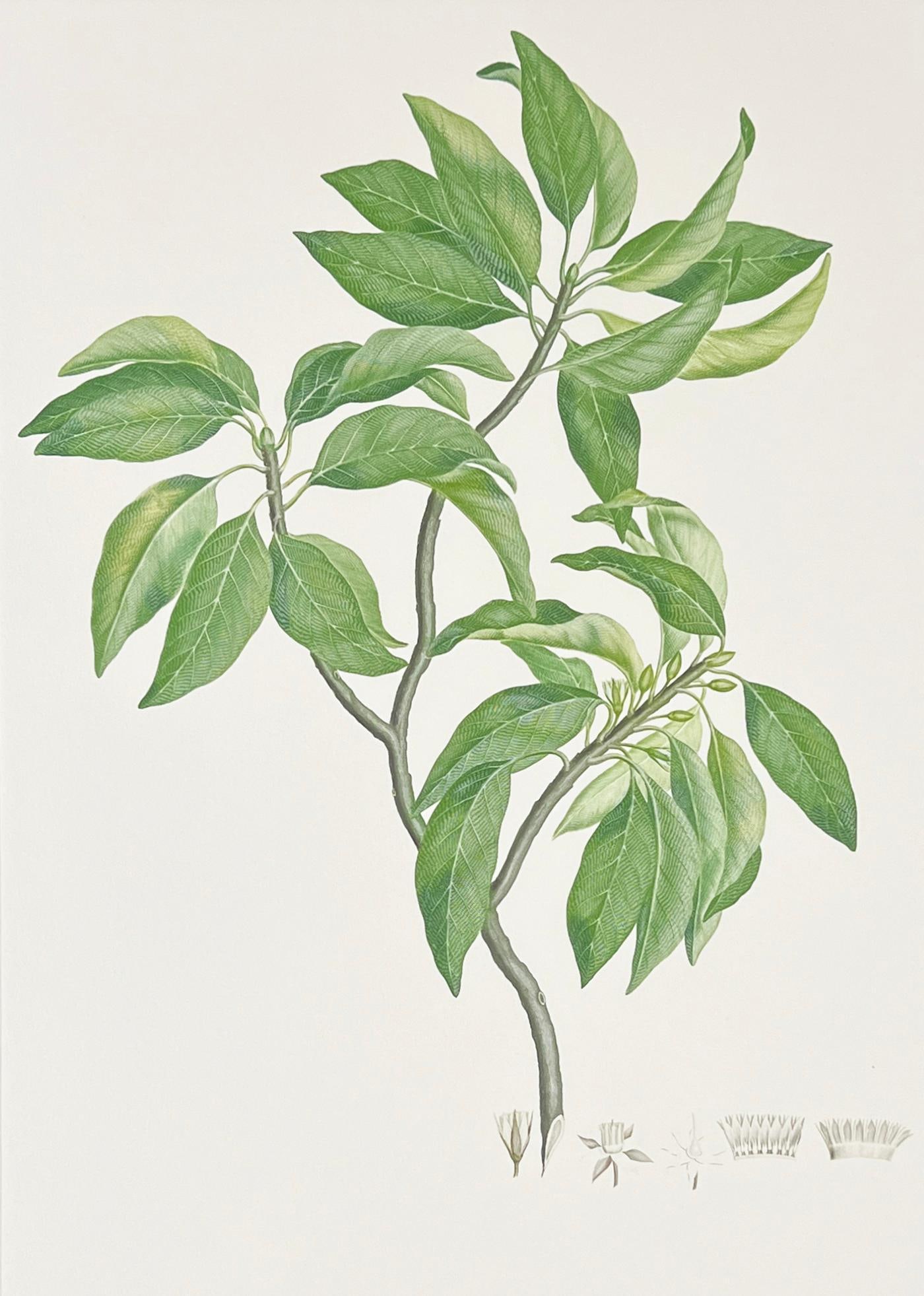 Rare Banks' Florilegium PLATE 202 Printer's Proof MANILKARA KAUKI (SAPOTACEAE): Rare Original Joseph Banks' Florilegium Engraving - PLATE 202: MANILKARA KAUKI (SAPOTACEAE). Printer's Proof No. 2 of 3. Printed by Malcolm Humble. Published: London: Alecto Historical Editions in ass