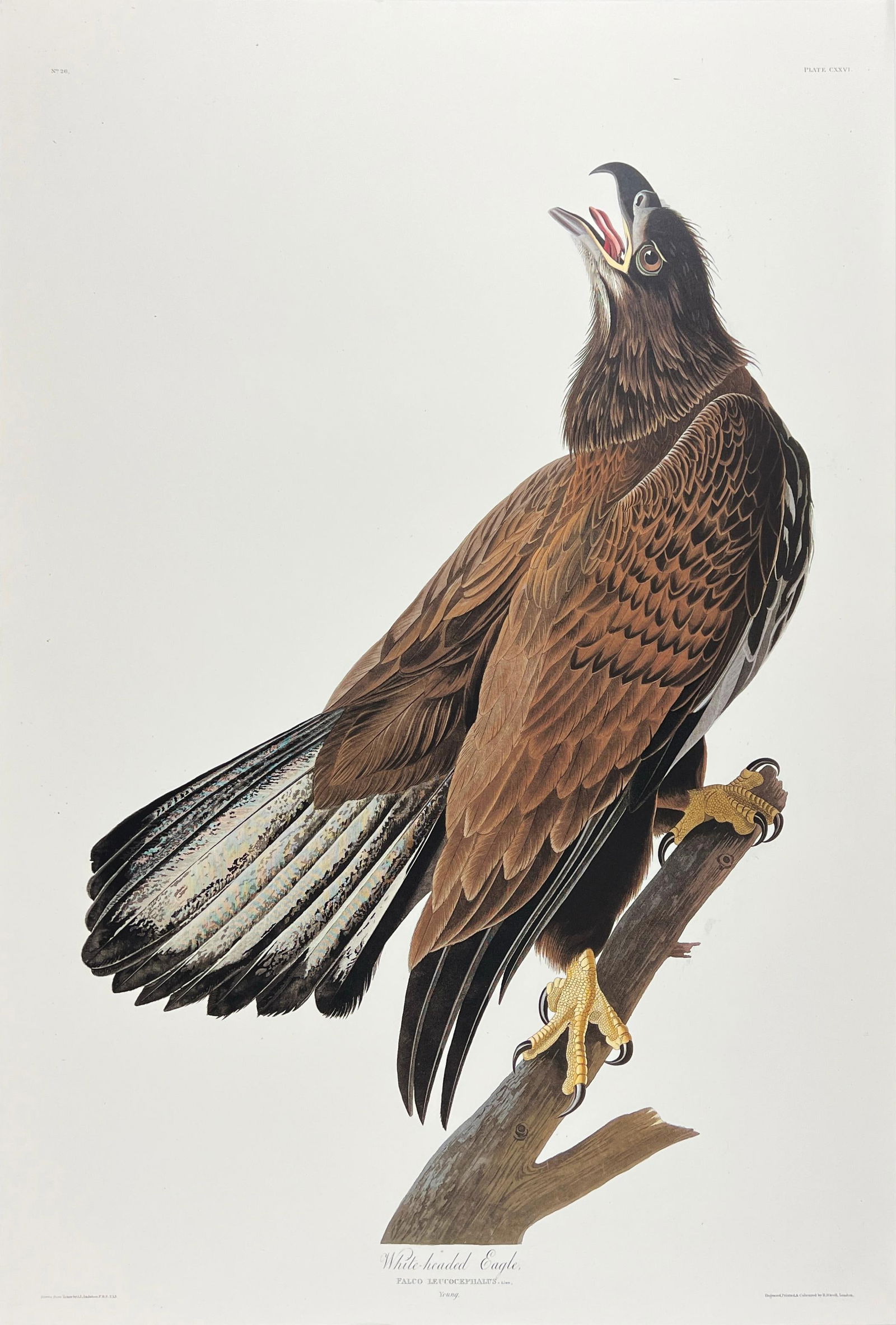 Audubon Plate 31 Whiteheaded Eagle, From Birds Of America, Def Auction