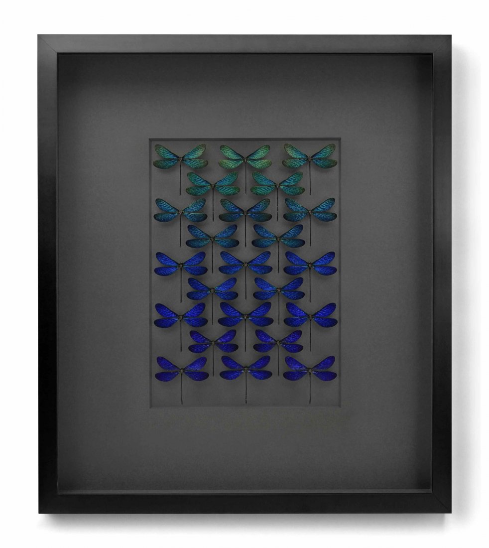 Blue Damselfly Study by Christopher Marley: A Blue Damselfly Study in Graphite Mat with Black Frame by artist, naturalist and best selling author Christopher Marley. Damselflies are similar to dragonflies, but have smaller, slimmer bodies, with