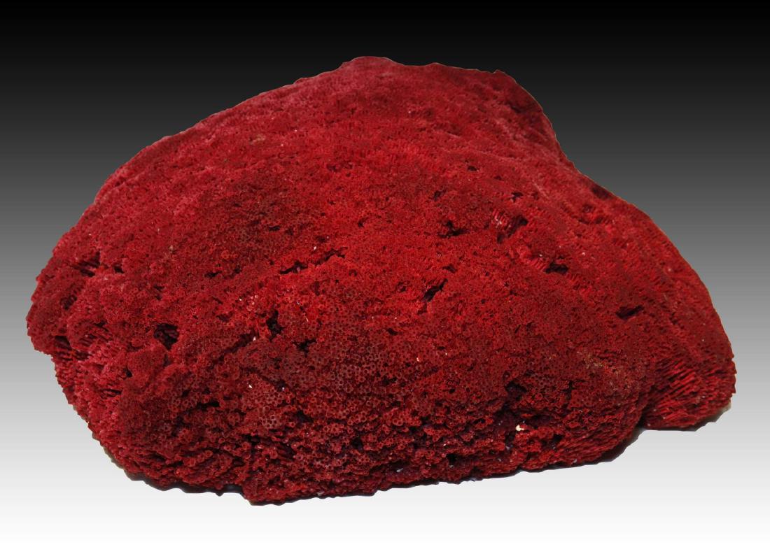 Red Pipe Organ Coral Cluster (1 of 5)