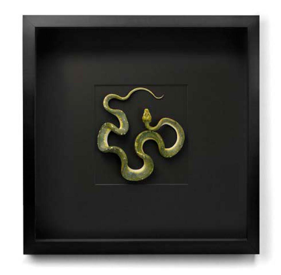 Green Tree Python Specimen Study: A natural specimen by the artist, naturalist and best selling author Christopher Marley, of a green tree python snake with undulating scaled body with head facing up at upper center. Impressed artist'