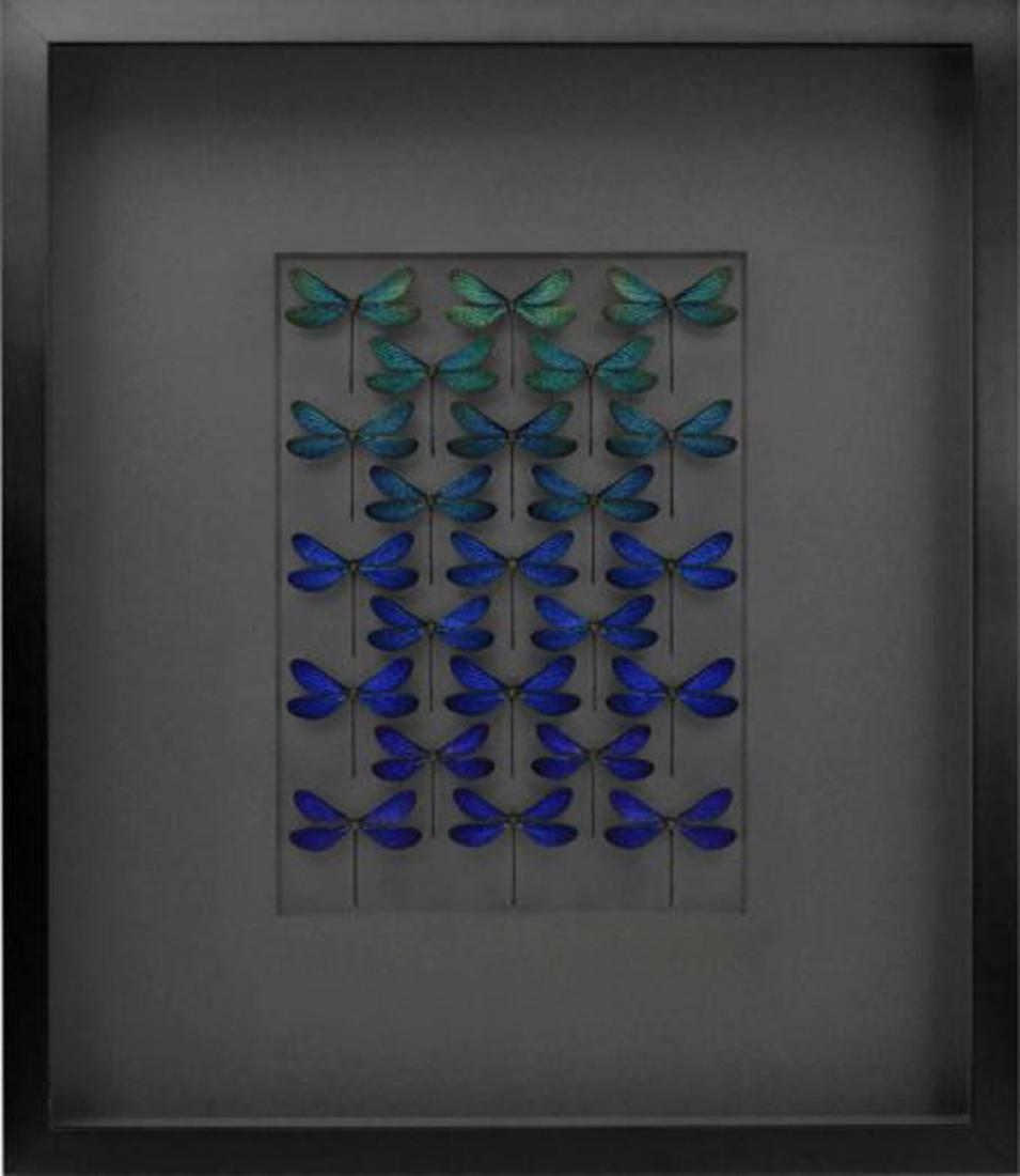 Blue Damselfly Study: A Blue Damselfly Study in Graphite Mat with Black Frame by the artist, naturalist and best selling author Christopher Marley. Damselflies are similar to dragonflies, but have smaller, slimmer bodies,