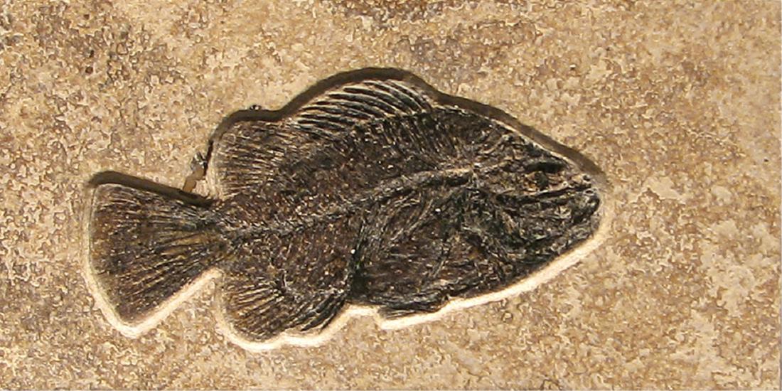 Fossilized Eocene Fish in Tile (1 of 2)