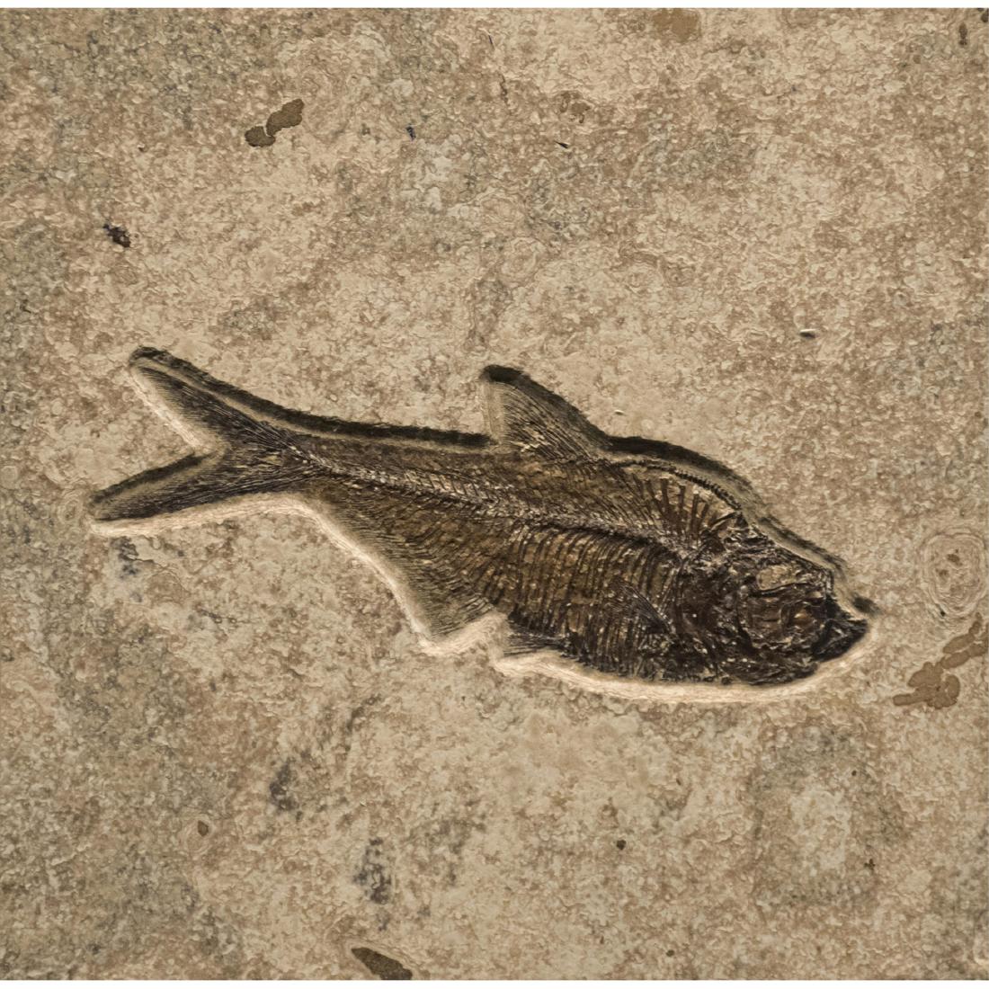 Fossilized Eocene Fish in Tile (1 of 1)