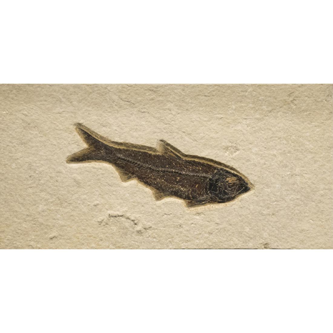 Fossilized Eocene Fish in Tile (1 of 2)