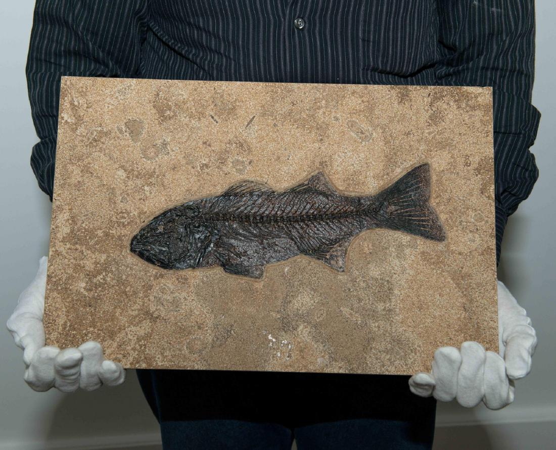 Large Tile, Fossilized Eocene Fish: A large fossil tile containing a large specimen of Eocene fish that lived approximately 56 million years ago. Quarried from the Green River Formation in Southern Wyoming, Mioplosus is an extinct genus