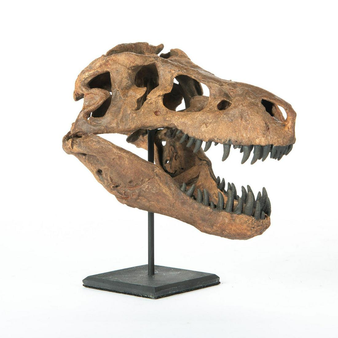 TYRANNOSAURUS REX RESIN SKULL SCULPTURE AND METAL BASE: Smithsonian replica. Basalt highlights, mounted on a black base. A striking interior decor piece, a miniature casting replica of a Tyrannosaurus Rex, modeled in evocative copper tone resin with black 