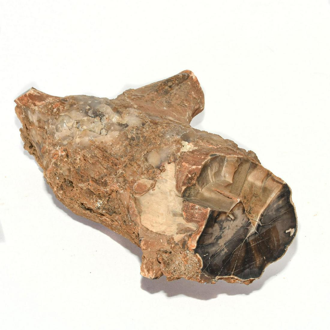 NATURAL PETRIFIED WOOD LOG ART DECOR 016: Fossilized, light brown, orange, black and gray coloration. Over 6,000,000 years old. Excavated in the Pacific Northwest. Dimensions: 11.5"H x 6"W x 3"L Country of Origin: USA