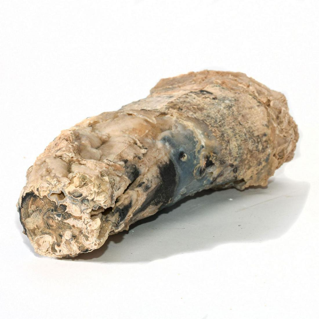 NATURAL PETRIFIED WOOD LOG ART DECOR 018: Fossilized, light brown, gray and dark brown coloration. Over 6,000,000 years old. Excavated in the Pacific Northwest. Dimensions: 9.75"H x 2.75"W x 3.25"L Country of Origin: USA