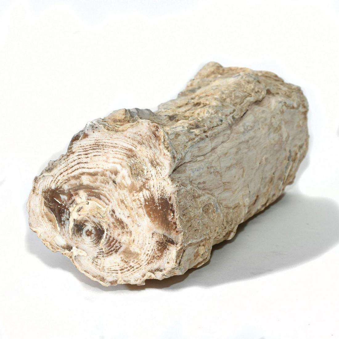 NATURAL PETRIFIED WOOD LOG ART DECOR 020: Fossilized, white, gray and brown coloration. Over 6,000,000 years old. Excavated in the Pacific Northwest. Dimensions: 7.75"H x 3"W Country of Origin: USA