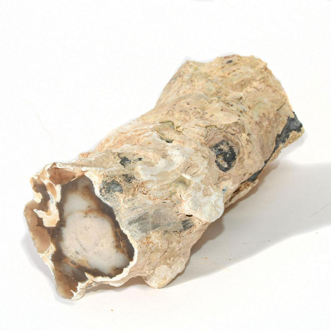 NATURAL PETRIFIED WOOD LOG ART DECOR 022: Fossilized, light brown, gray and dark brown coloration. Over 6,000,000 years old. Excavated in the Pacific Northwest. Dimensions: 11"H x 3.75"W Country of Origin: USA