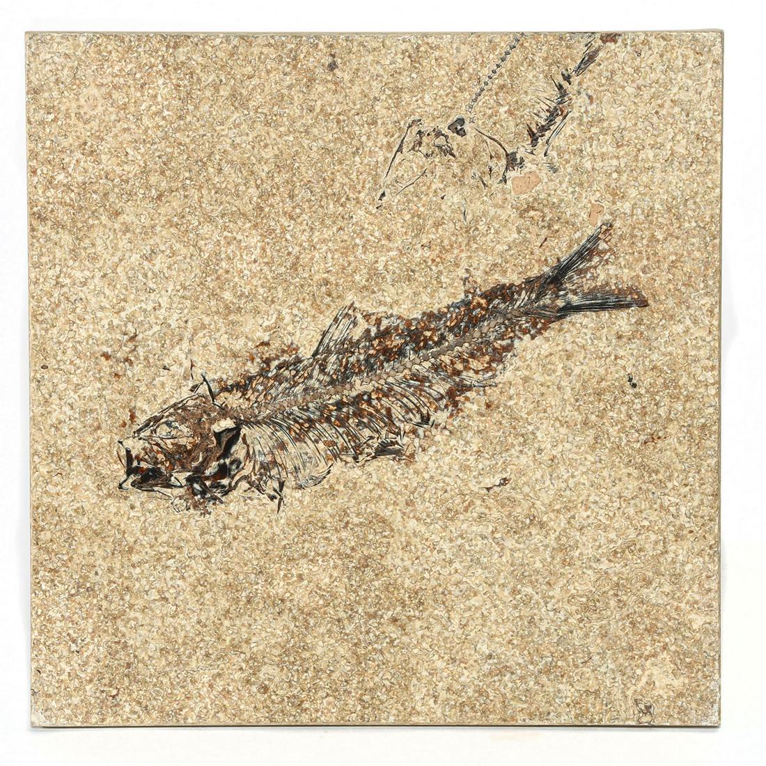 GREEN RIVER FOSSILIZED HONED TILE, KNIGHTIA FISH: Features a left-facing Knightia eocaena fish. The Knightia are the most common fossils found in the Green River Formation in Wyoming. They had heavy scales and small conical teeth. The honed method is