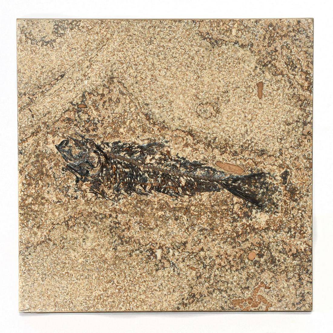 GREEN RIVER FOSSILIZED HONED TILE, KNIGHTIA FISH: Features a left-facing Knightia eocaena fish. The Knightia are the most common fossils found in the Green River Formation in Wyoming. They had heavy scales and small conical teeth. The honed method is