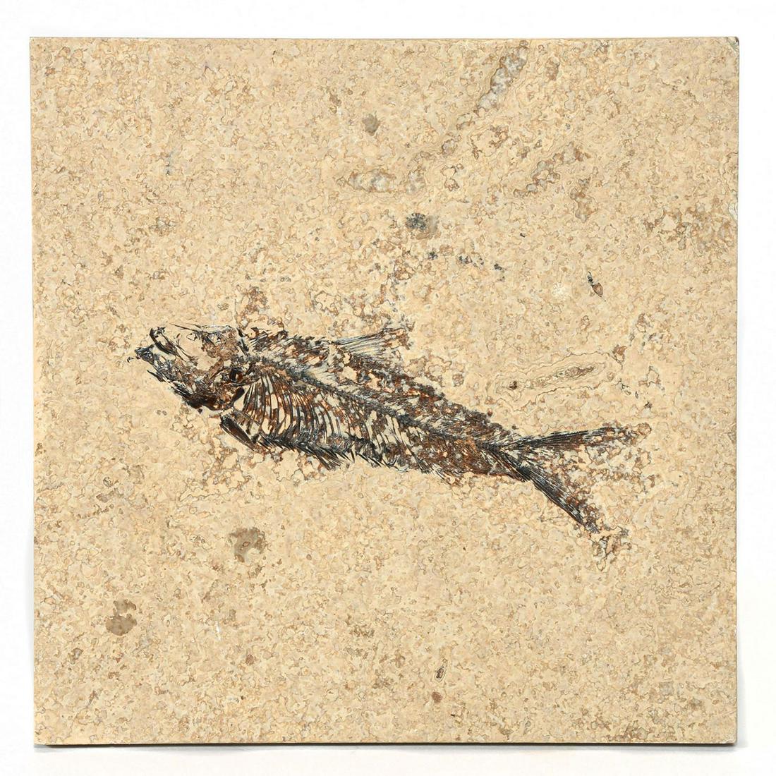 GREEN RIVER FOSSILIZED HONED TILE, KNIGHTIA FISH: Features a left-facing Knightia eocaena fish. The Knightia are the most common fossils found in the Green River Formation in Wyoming. They had heavy scales and small conical teeth. The honed method is