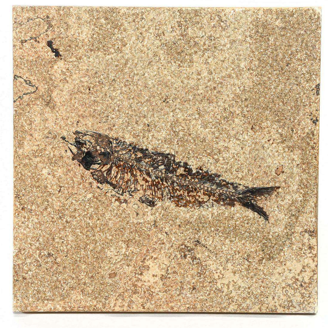 GREEN RIVER FOSSILIZED HONED TILE, KNIGHTIA FISH: Features a left-facing Knightia eocaena fish. The Knightia are the most common fossils found in the Green River Formation in Wyoming. They had heavy scales and small conical teeth. The honed method is