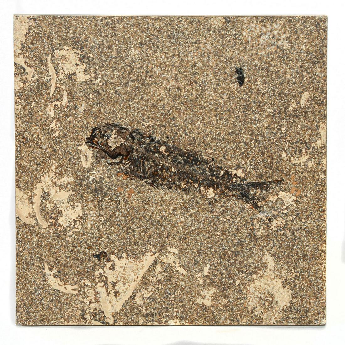 GREEN RIVER FOSSILIZED HONED TILE, KNIGHTIA FISH: Features a left-facing Knightia eocaena fish. The Knightia are the most common fossils found in the Green River Formation in Wyoming. They had heavy scales and small conical teeth. The honed method is