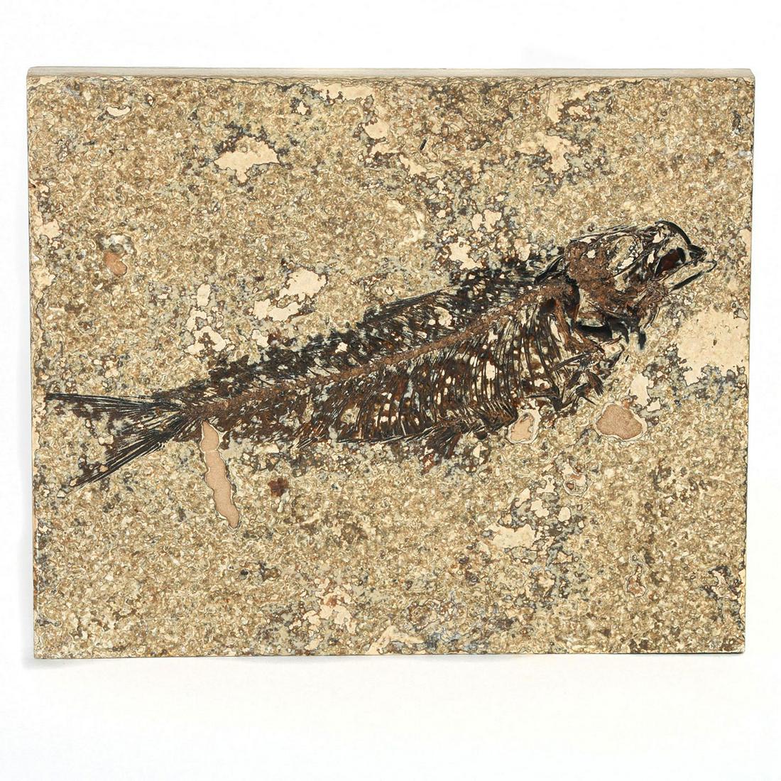 GREEN RIVER FOSSILIZED HONED TILE, KNIGHTIA FISH: Features a Knightia eocaena fish in miscellaneous style. The Knightia are the most common fossils found in the Green River Formation in Wyoming. They had heavy scales and small conical teeth. The hone
