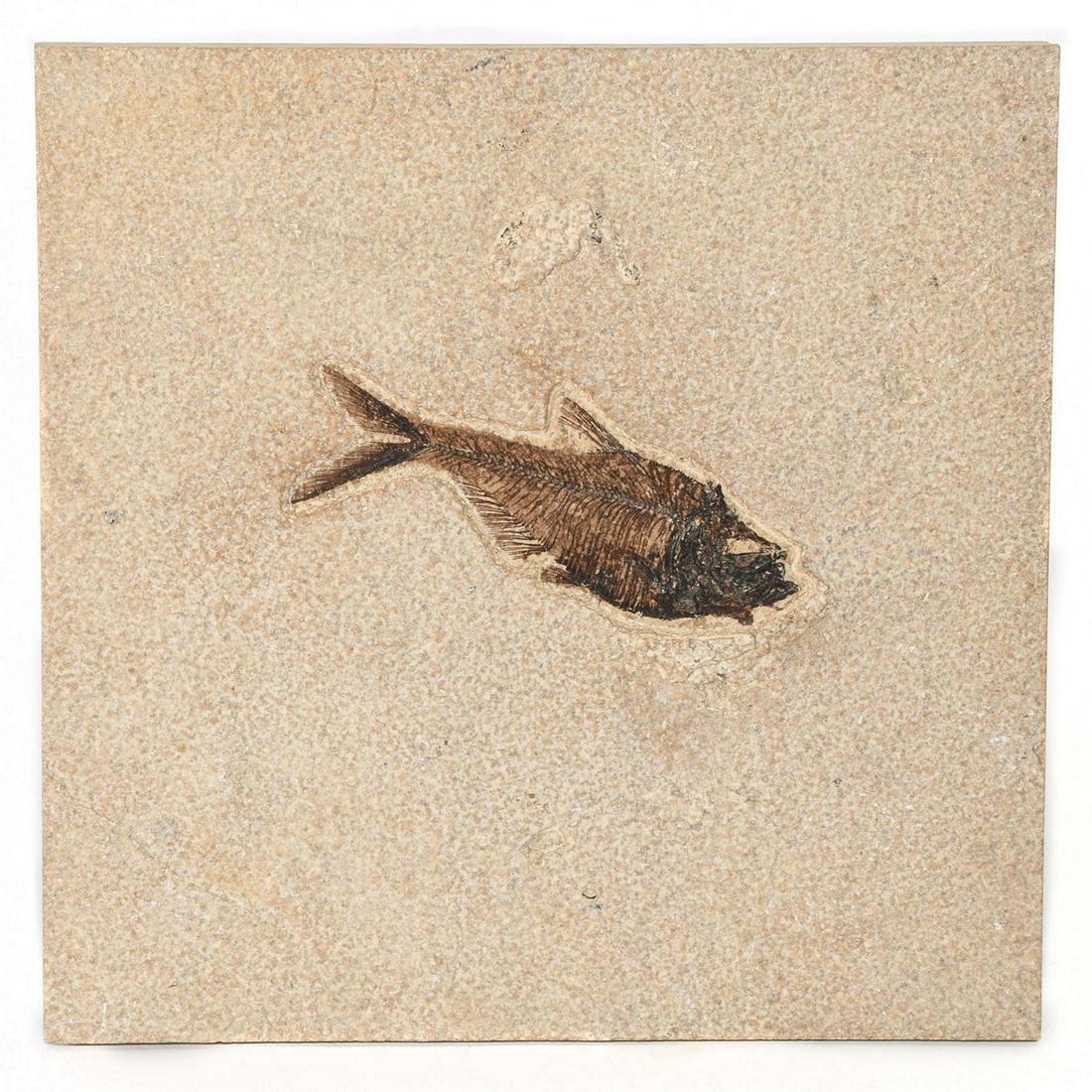 GREEN RIVER FOSSILIZED NATURAL TILE, DIPLOMYSTUS FISH: Features a Diplomystus from the Eocene era 50 million years old. The Diplomystus is one of the truly classic specimens from the Green River Formation in Wyoming. It was a surface feeder as can be seen