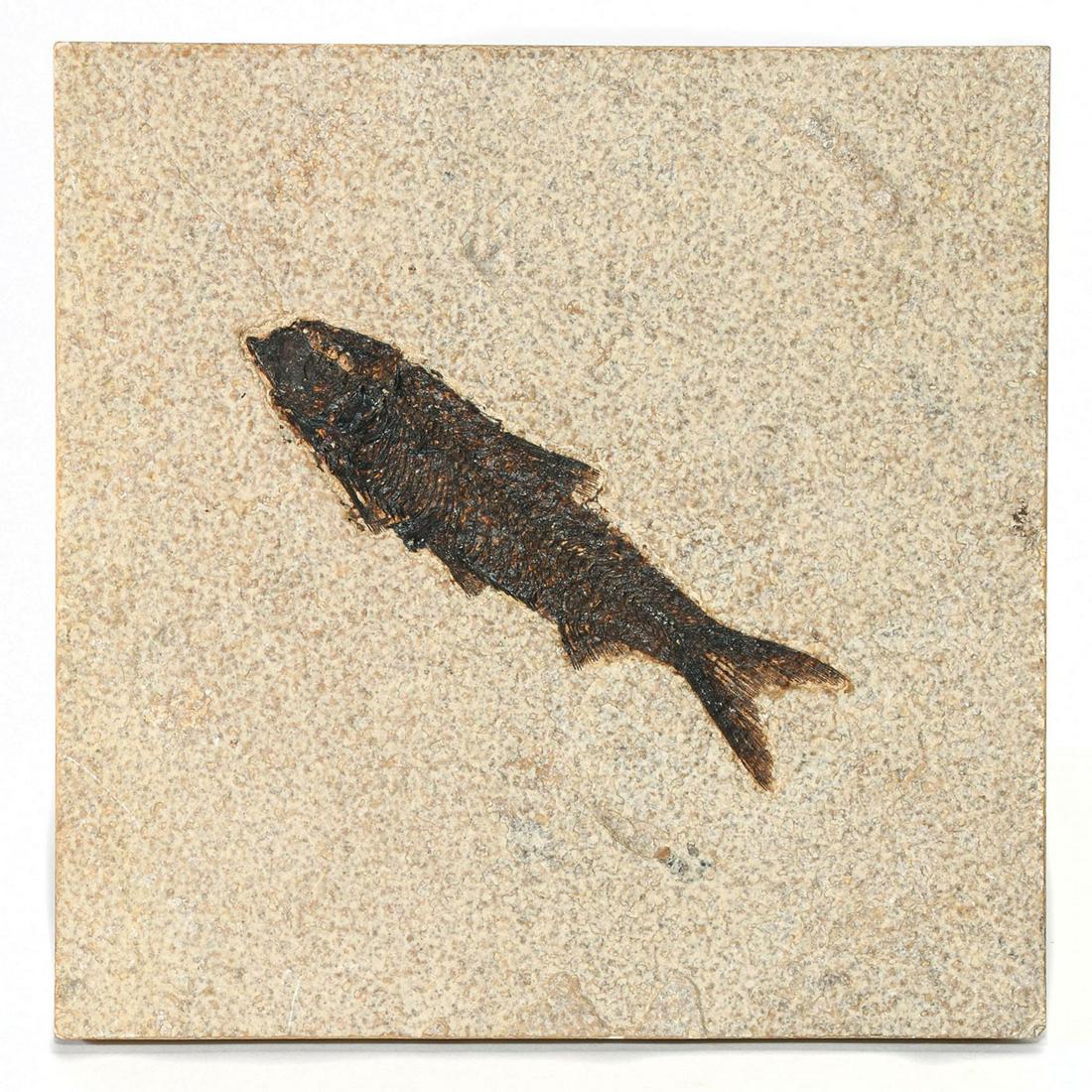 GREEN RIVER FOSSILIZED NATURAL TILE, KNIGHTIA FISH: Features a right-facing Knightia eocaena fish. The Knightia are the most common fossils found in the Green River Formation in Wyoming. They had heavy scales and small conical teeth. Prepared in relief