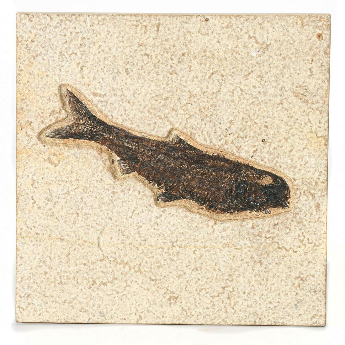 GREEN RIVER FOSSILIZED NATURAL TILE, KNIGHTIA FISH: Features a left-facing Knightia eocaena fish. The Knightia are the most common fossils found in the Green River Formation in Wyoming. They had heavy scales and small conical teeth. Prepared in relief.