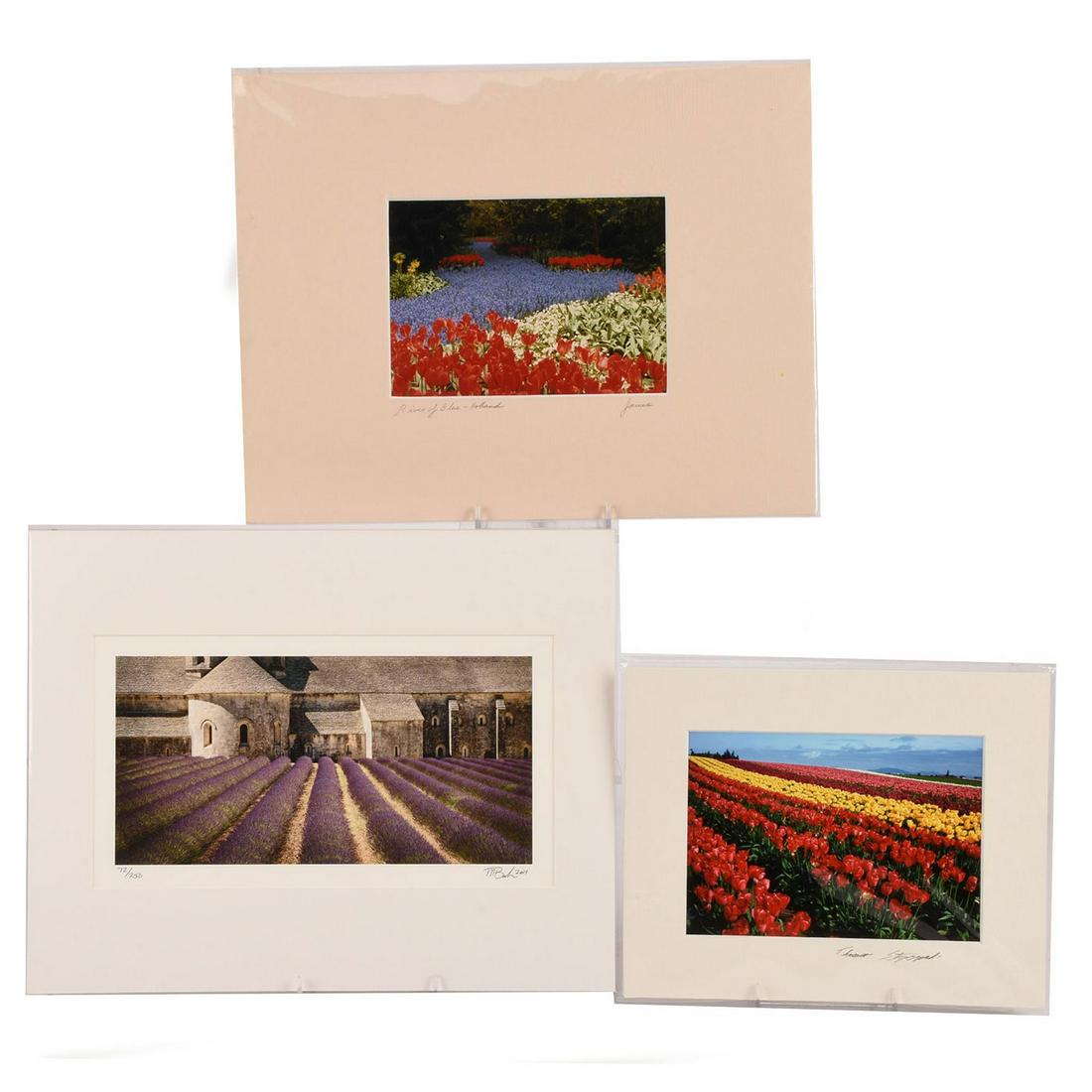 THREE PRINTS OF LANDSCAPES, FIELDS OF TULIPS AND: Two prints of fields of flowers and one of a field of lavender. Field of tulips in Washington by Thomas j. Styczynski, 'River of Blue - Holland' by Paul Christopher James and 'Abbaye de Senaque - Fran