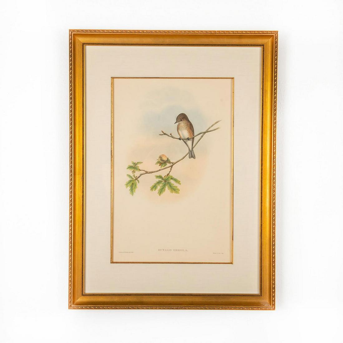 John Gould Lithograph Print, Butalis Grisola, Framed: Hand colored lithograph; Birds of Great Britain series. Depicts the Spotted Flycatcher. Lithographed by John Gould and H.C. Richter; Printed by Walter and Cohn Incorporation. Housed in wooden gilt fra