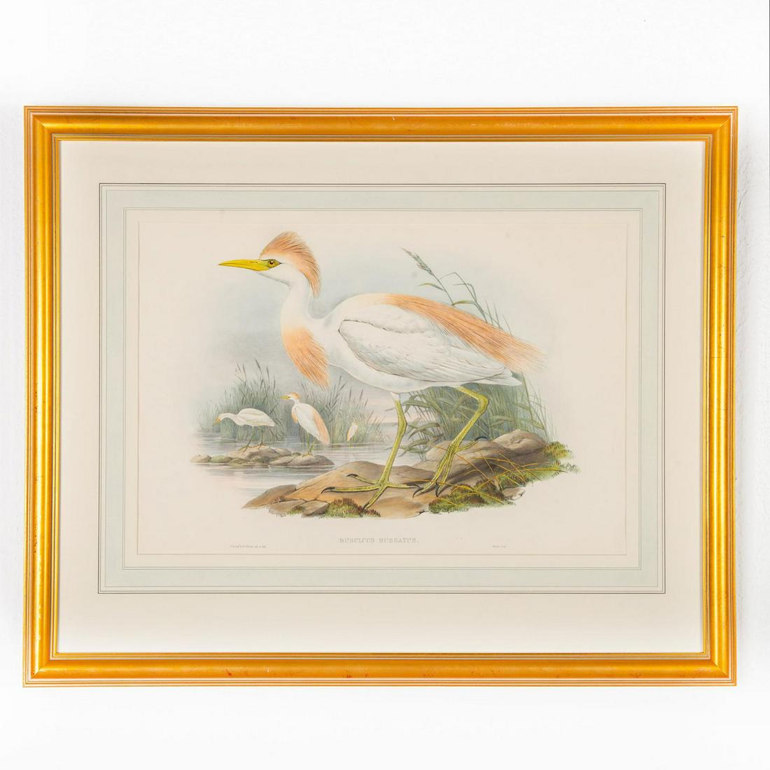 John Gould Lithograph Print, Bubulcus Russatus, Framed: Original hand colored Lithograph from the 1860's, The Birds of Great Britain series; Buff Backed Heron. Printed by Walter Incorp. Housed in gilt wooden frame. 14"H x 20.5"L, pictured. Artist: John Gou