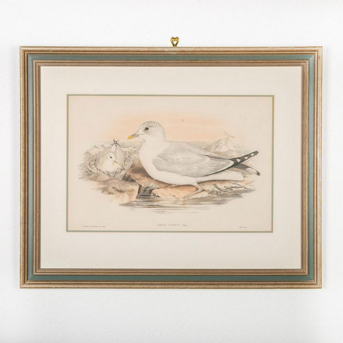 John Gould Lithograph Print, Larus Cancus: Original hand colored Lithograph from the 1860's, Birds of Great Britain series; Common Gull. Wooden frame. 13.5"H x 20"W, pictured. Artist: John Gould, H. C. Richter Issued: 19th c. Dimensions: 30.25