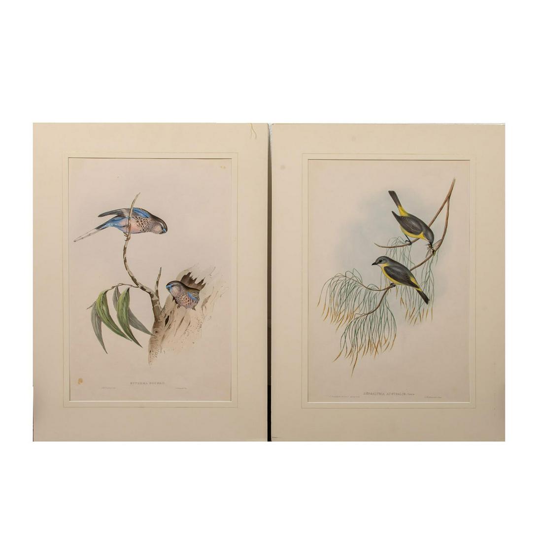 2 John Gould Birds Of Australia Lithograph Prints: Original hand colored Lithograph from the 1860's, Euphema Bourkii, Bouke's Grass Parakeet; Eopsaltria Australis, Yellow Breasted Robin. Hand colored print. Unframed pieces. Artist: John and Elizabeth 
