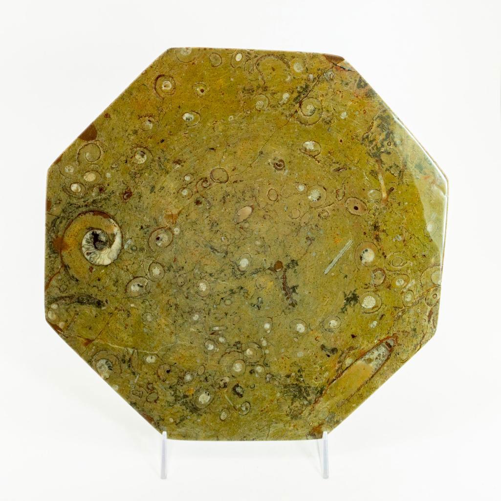 4 Ammonite Fossil Charger Plates, Octagon Shaped (1 of 8)