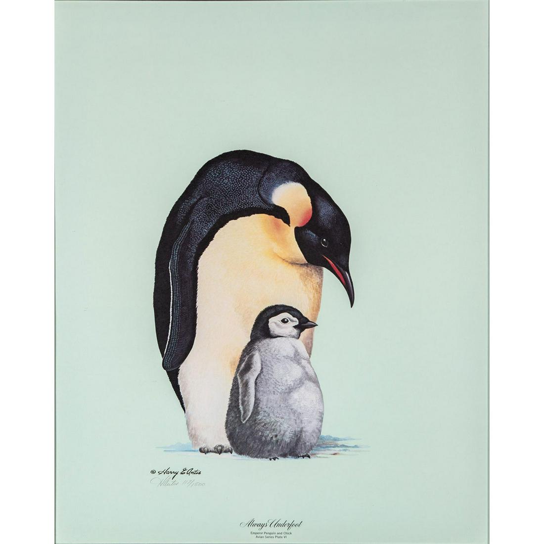 Framed Harry Antis Lithograph, Emperor Penguin And (1 of 4)