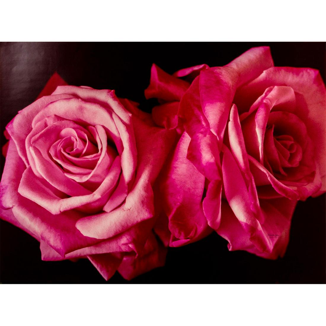 Murray Alcosser (b. 1937) Signed, Photograph, Roses (1 of 3)