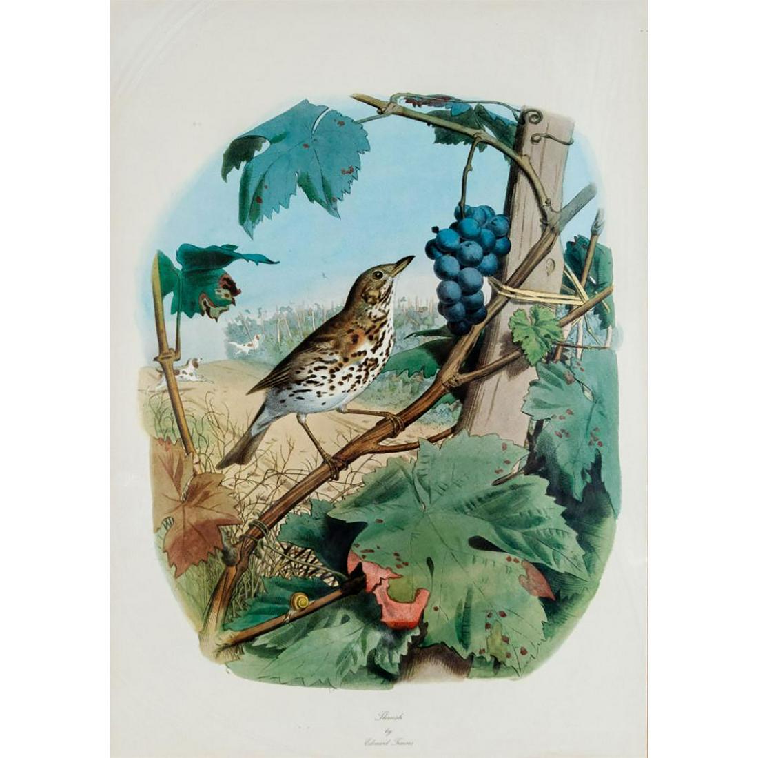 After Edouard Travies Illustration Art Print, Thrush (1 of 4)