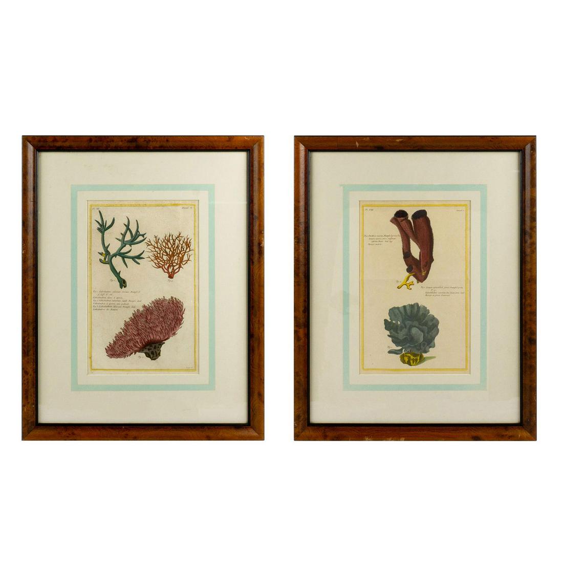 Pair of Antique Botanical Lithographic Prints (1 of 13)