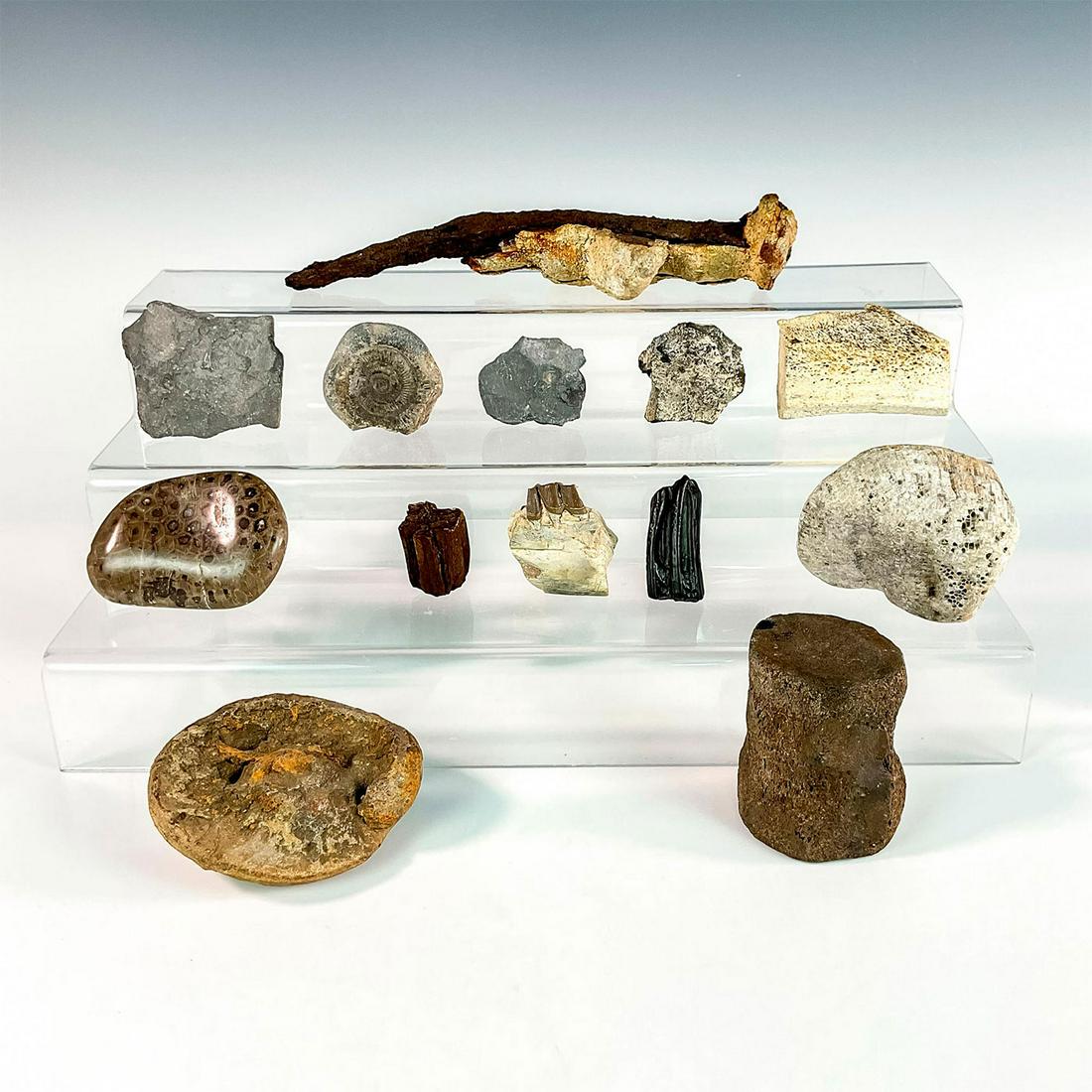 13pc Archeological Artifacts: Fossil Stones, Dinosaur Bones, Fossil Teeth, Iron Stake Smallest piece measures (tooth): 1.5in H x 1.25in L x 0.50in W. Largest piece (iron stake) 10in H x 2in L x 3in W. Issued: Prehistoric