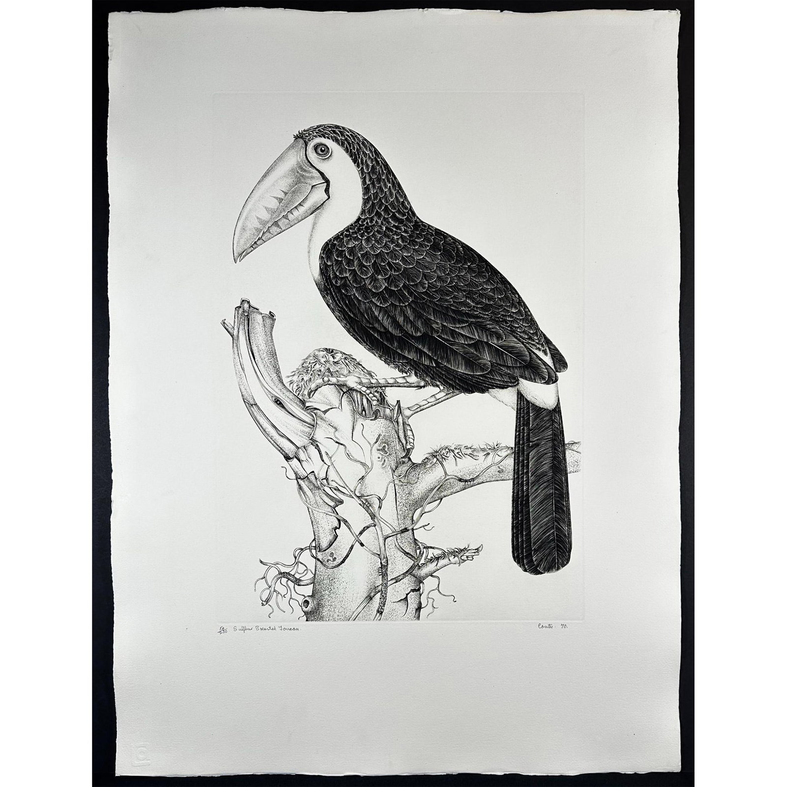 Jack Coutu (1924 -), Etching, Sulphur Breasted Toucan, signed: Etching titled Sulphur Breasted Toucan. Signed bottom right numbered 54/200. Sight size 23" x 31"