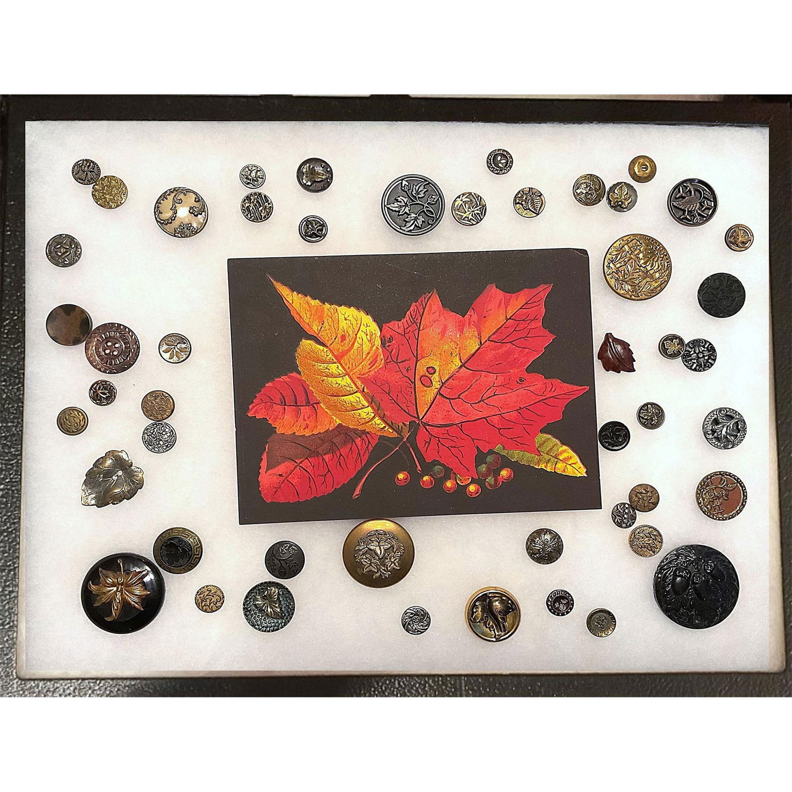 A Riker case of assorted buttons including plant life (1 of 4)
