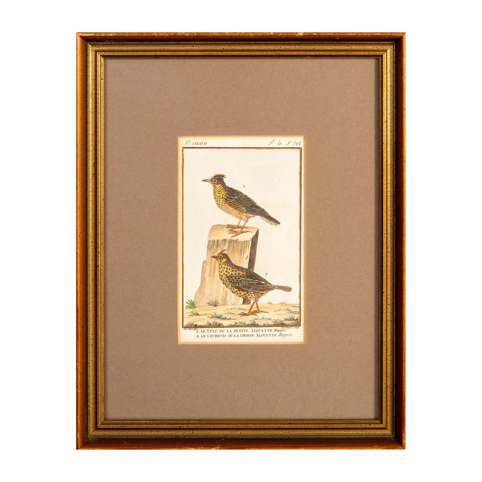 Antique Ornithological Hand-Colored Engraved Print (1 of 5)